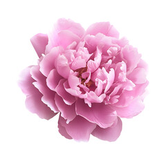Peony flower background texture isolate on white background