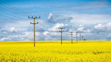 sea of flowers - Bl&uuml;tenmeer