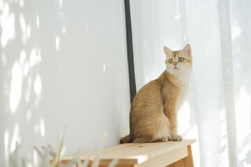 pet care concept with british cat relax and play in living room