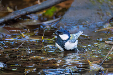 可愛いシジュウカラ（シジュウカラ科）
英名学名：Japanese Tit (Parus minor, family comprising tits).
水盤で水浴びをしている。
神奈川県横浜市三ツ池公園-2025
