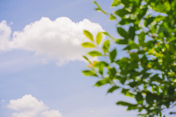 Obraz premium nature and landscape concept with tree with cloud and sky background