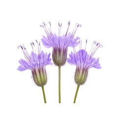 Three Vibrant Purple Phacelia Flowers on Transparent Background