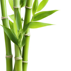 Naklejka premium Serene Bamboo Stems: A close-up shot captures the elegance of several vibrant green bamboo stems with fresh leaves, creating a sense of calm and serenity.