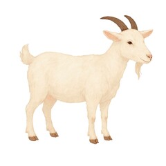 Freehand minimalistic watercolor illustration of a Goat isolated on a white background. Hand drawn a child's  watercolour drawing of a Goatling. Farm animal for design.