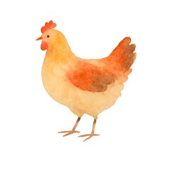 Freehand minimalistic watercolor illustration of a chicken isolated on a white background. Hand drawn a child's  watercolour drawing of a chick. Farm animal for design.