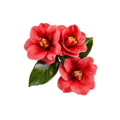 Three Vibrant Red Camellia Flowers with Lush Green Leaves
