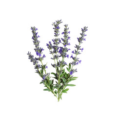 Obraz premium Bouquet of Fresh Lavender Flowers Isolated on Transparent Background