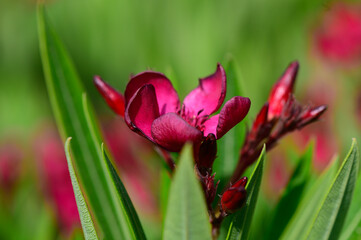 oleander closeup, pink oleander flowers, Cyprus sunlight, soft bloom, garden plant, Mediterranean...