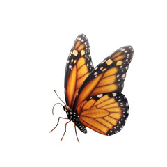 Obraz premium Close up of a monarch butterfly isolated