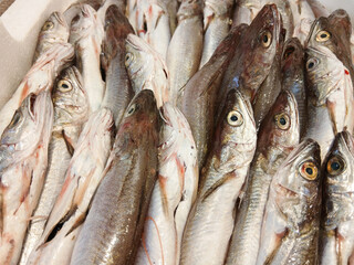 Fresh fish lying in a fish market stall