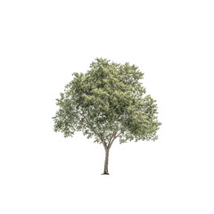 Fototapeta premium Isolated Green Deciduous Tree on Transparent Background