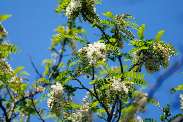 美しいニセアカシア（マメ科）。
英名学名：Locust tree, Robinia pseudoacacia.
神奈川県横浜市三ツ池公園-2025
