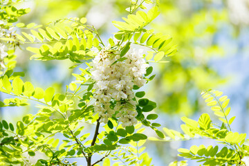美しいニセアカシア（マメ科）。
英名学名：Locust tree, Robinia...