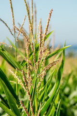 corn plants in a crop field on a blue sky summertime day. Agriculture concept background