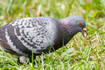 美しいカワラバト（ハト科）
英名学名：Rock Pigeon (Columba livia)
神奈川県横浜市三ツ池公園-2025
