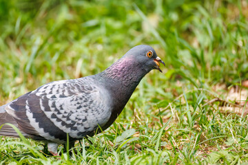美しいカワラバト（ハト科）
英名学名：Rock Pigeon (Columba livia)
神奈川県横浜市三ツ池公園-2025
