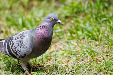 美しいカワラバト（ハト科）
英名学名：Rock Pigeon (Columba livia)
神奈川県横浜市三ツ池公園-2025

