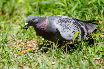 美しいカワラバト（ハト科）
英名学名：Rock Pigeon (Columba livia)
神奈川県横浜市三ツ池公園-2025
