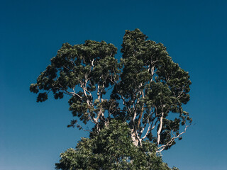 tree and sky