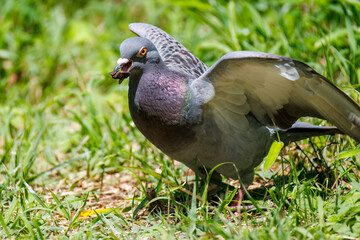 美しいカワラバト（ハト科）
英名学名：Rock Pigeon (Columba livia)
神奈川県横浜市三ツ池公園-2025
