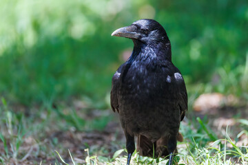 美しくも不気味なハシブトガラス（カラス科）
英名学名：Jungle Crow, Corvus macrorhynchos,
神奈川県横浜市三ツ池公園-2025
