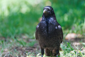 美しくも不気味なハシブトガラス（カラス科）
英名学名：Jungle Crow, Corvus macrorhynchos,
神奈川県横浜市三ツ池公園-2025
