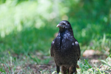 美しくも不気味なハシブトガラス（カラス科）
英名学名：Jungle Crow, Corvus macrorhynchos,
神奈川県横浜市三ツ池公園-2025
