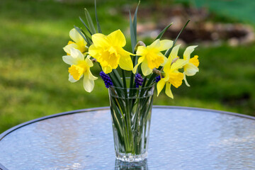 A bouquet of fresh daffodils in a glass vase on a garden table.