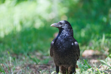 美しくも不気味なハシブトガラス（カラス科）
英名学名：Jungle Crow, Corvus macrorhynchos,
神奈川県横浜市三ツ池公園-2025
