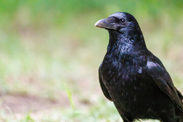 美しくも不気味なハシブトガラス（カラス科）
英名学名：Jungle Crow, Corvus macrorhynchos,
神奈川県横浜市三ツ池公園-2025
