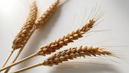 Isolated ears of rye on white background, high-resolution and detailed
