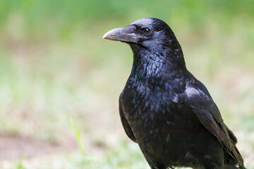 美しくも不気味なハシブトガラス（カラス科）
英名学名：Jungle Crow, Corvus macrorhynchos,
神奈川県横浜市三ツ池公園-2025
