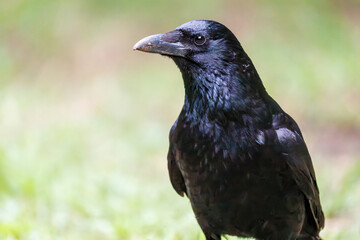 美しくも不気味なハシブトガラス（カラス科）
英名学名：Jungle Crow, Corvus macrorhynchos,
神奈川県横浜市三ツ池公園-2025
