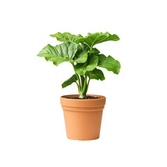 Obraz premium Vibrant Green Plant in Terracotta Pot - Houseplant