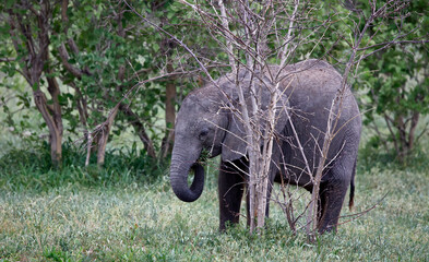 Young African elephant eating leaves