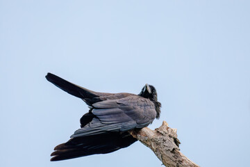 美しくも不気味なハシブトガラス（カラス科）
英名学名：Jungle Crow, Corvus macrorhynchos,
神奈川県横浜市三ツ池公園-2025
