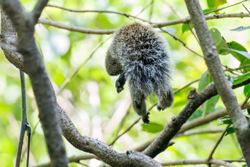 公園の立木にいた可愛いタイワンリス
英名学名：Taiwan squirrels (Callosciurus erythraeus)
神奈川県横浜市三ツ池公園-2025