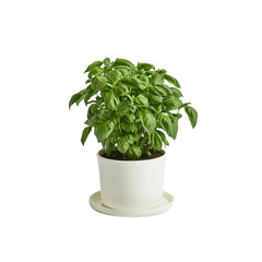 Fresh Basil Plant in White Pot with Saucer