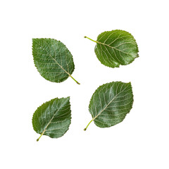 Fototapeta premium Four Green Leaves Isolated on Transparent Background