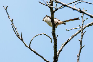 飛び回る可愛いエナガ（エナガ科）の群れ
英名学名：long tailed tit...