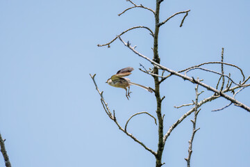 飛び回る可愛いエナガ（エナガ科）の群れ
英名学名：long tailed tit...