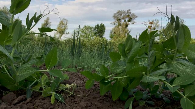 young peas planted in a row