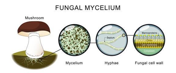 Fungi anatomy. Mushroom, mycelium, hyphae. © designua