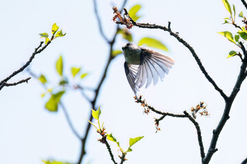 飛び回る可愛いエナガ（エナガ科）の群れ
英名学名：long tailed tit (Aegithalos caudatus)
神奈川県横浜市三ツ池公園-2025
