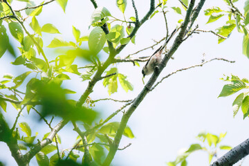 飛び回る可愛いエナガ（エナガ科）の群れ
英名学名：long tailed tit...