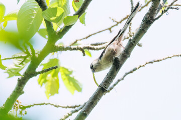飛び回る可愛いエナガ（エナガ科）の群れ
英名学名：long tailed tit...