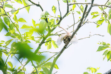 飛び回る可愛いエナガ（エナガ科）の群れ
英名学名：long tailed tit (Aegithalos caudatus)
神奈川県横浜市三ツ池公園-2025