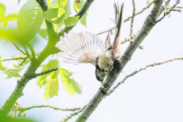 飛び回る可愛いエナガ（エナガ科）の群れ
英名学名：long tailed tit...