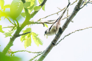 飛び回る可愛いエナガ（エナガ科）の群れ
英名学名：long tailed tit (Aegithalos caudatus)
神奈川県横浜市三ツ池公園-2025