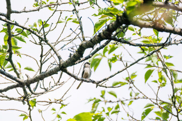 飛び回る可愛いエナガ（エナガ科）の群れ
英名学名：long tailed tit...